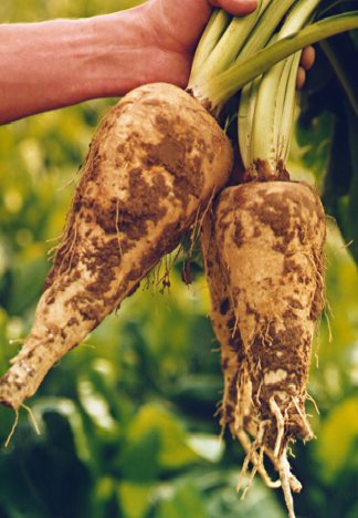 Food Fraud: Inulin - Fiber Supplement Or False Claim
